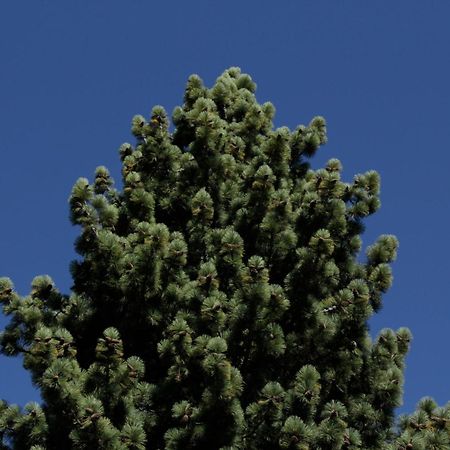 La Ponderosa Apart Hotel サンカルロスデバリローチェ エクステリア 写真